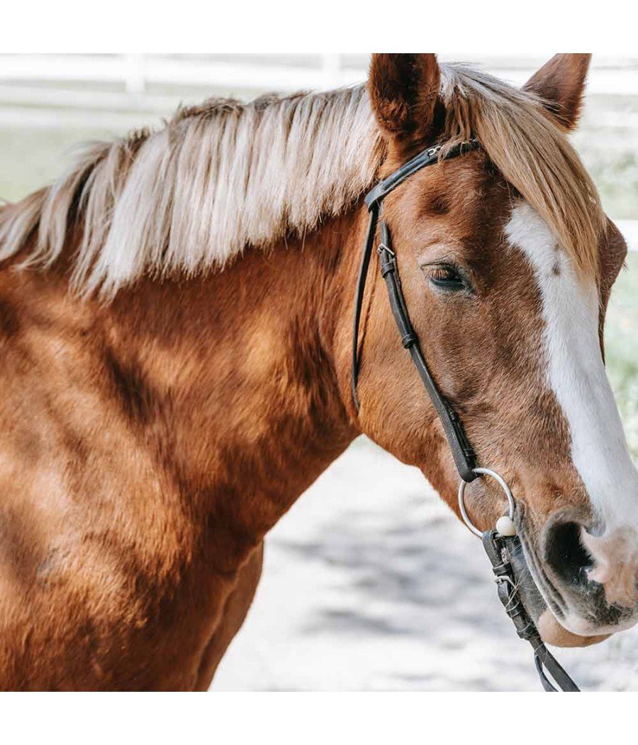 Complément pour chevaux Ail